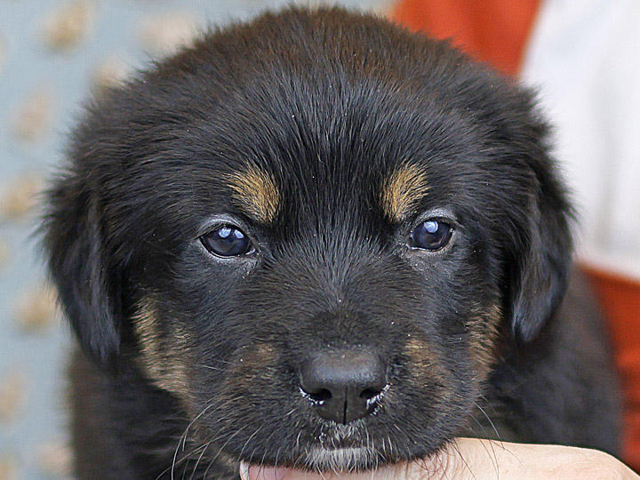 chinook puppy